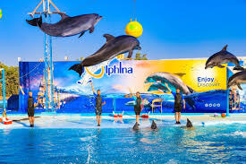 Dolphin Show — Dolphina Sharm El-Sheikh