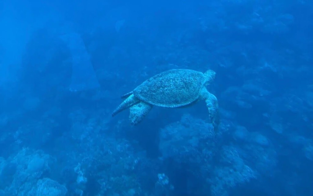 Seascope Submarine Glass-Bottom Cruise with Pickup