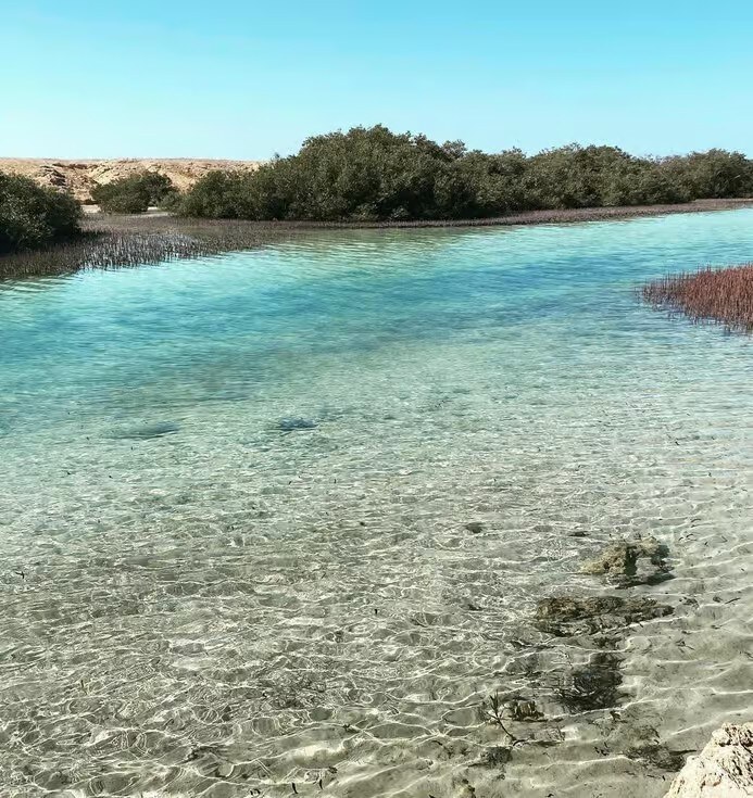 Mangrove lagoon Ras Mohamed