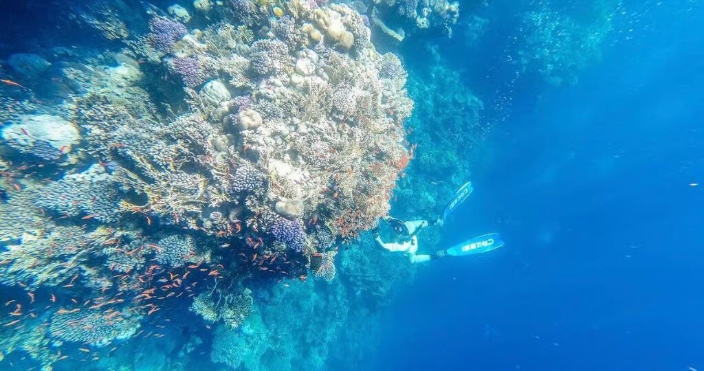 Snorkeling coral reef