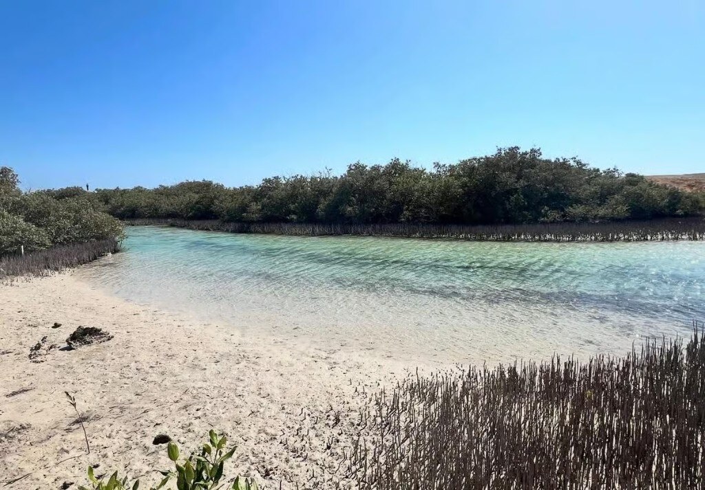 Mangrove channel