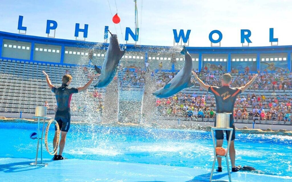 Dolphin Show — Dolphina Sharm El-Sheikh