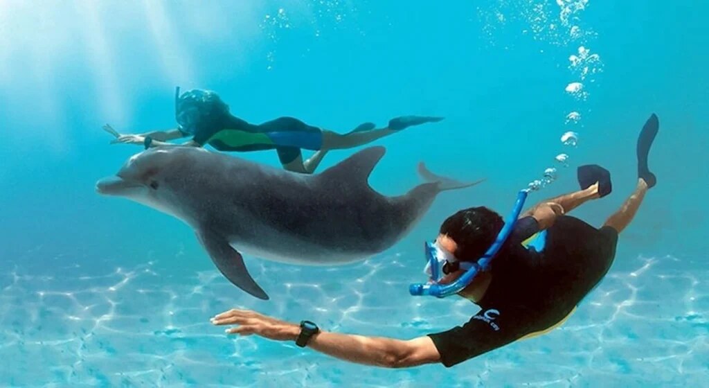 Swimming with Dolphins — Sharm El-Sheikh